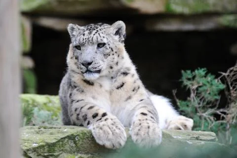 Snow leopard watching Stock Photos