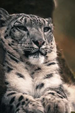 Snow leopard wild cat face closeup Stock Photos