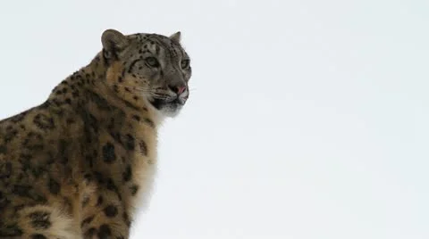 Snow leopard, winter Stock Footage 21701060