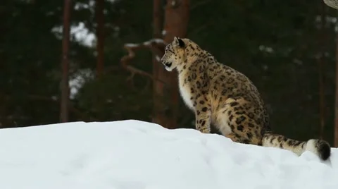 Snow leopard, winter Stock Footage 21701088