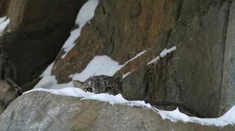 Snow leopard, winter Stock Footage 21701336