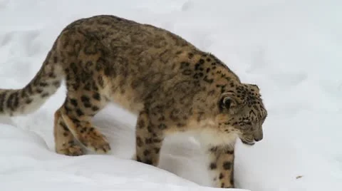 Snow leopard, winter Stock Footage 21701737