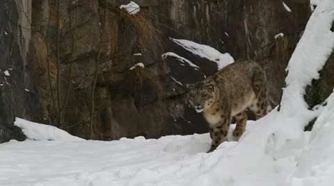 Snow leopard, winter Stock Footage 21702070
