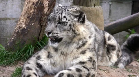 Snow leopard yawning Stock Footage 22754815