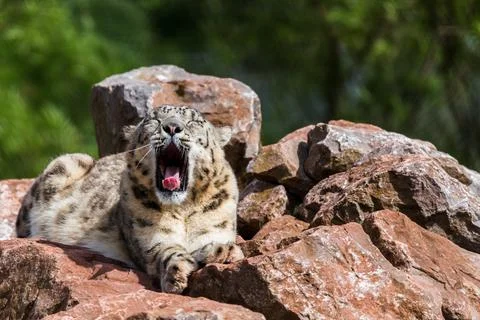 Snow Leopard yawning Stock Photos
