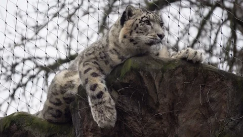 Snow Leopard in a zoo Stock Footage 122325507