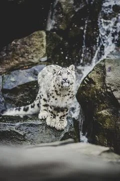 Snow leopard at a zoo Stock Photos