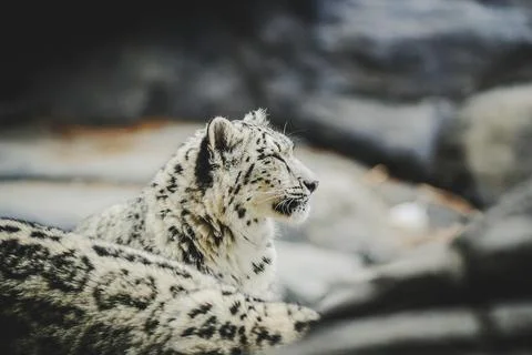 Snow leopard at a zoo Stock Photos
