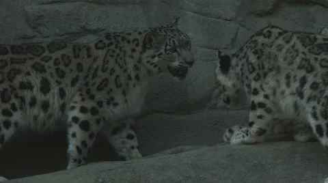 Snow Leopards climbing Stock Footage 53216251