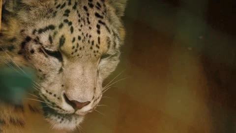 Snow leopards head Stock Footage 238949075