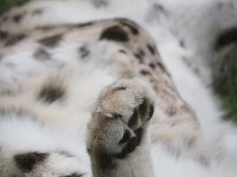 Snow Leopard's Paw Stock Photos
