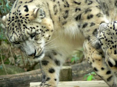 Snow leopards 스톡 사진