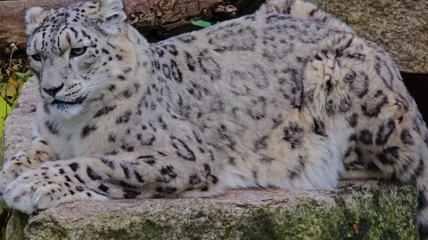 A snow leopards resting Stock Footage 266881570