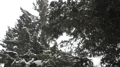 Snow Lies On Branches Of Pine Tree. Winter Forest. Christmas Landscape. Vidéo 142381915