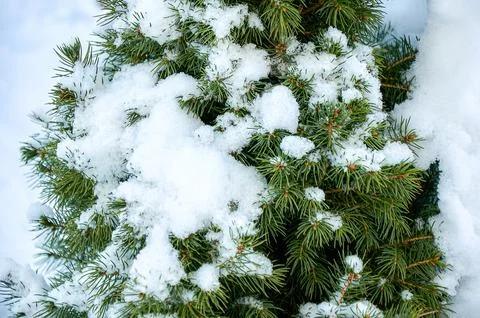 Snow lies on the branches of a spruce tree in close-up. Winter mood. Stock Photos
