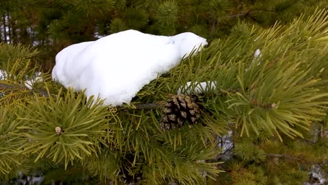 Snow lies on a pine branch 스톡 동영상 222722387