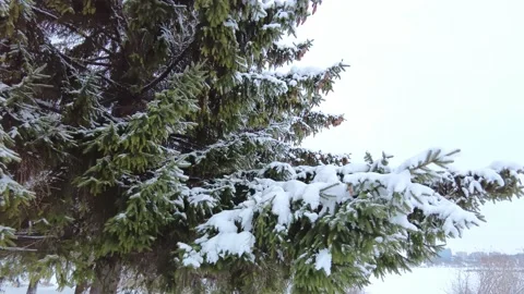Snow lies on spruce branches close-up Stock Footage 226802265