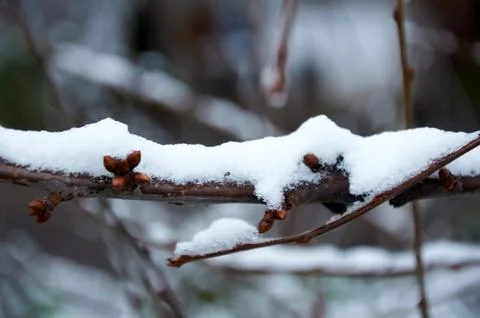Snow lies on thin branches. Winter mood. The first snow Stock Photos