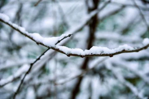 Snow lies on thin branches. Winter mood. The first snow Stock Photos
