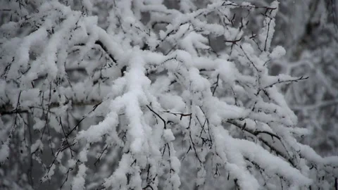 Snow lies on tree branches Stock Footage 151913982