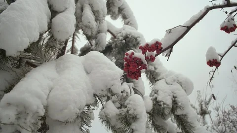 Snow lies on tree the branches. winter viburnum tree with red berries covered Stock Footage 120542413