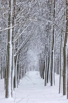 Snow lined trees in rows. Stock Photos