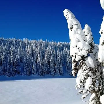 Snow loaded spruce trees Stock Photos