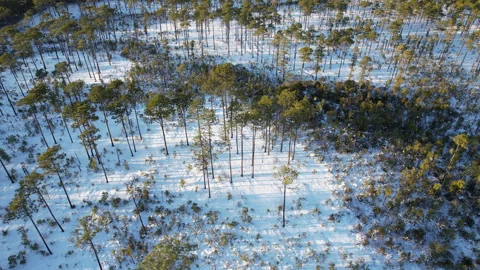 Snow in a long leaf pine forest, drone aerial footage, downward angle Stock Footage 328571719