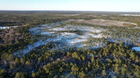 Snow in a long leaf pine forest, drone aerial footage Stock Footage 328571862