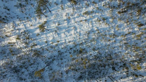Snow in a long leaf pine forest, downward angle drone aerial footage Stock Footage 328574325