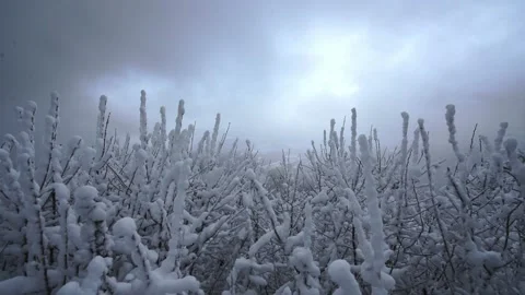 Snow on low plants in the mountains with wind Stock Footage 144611420
