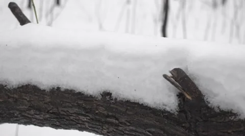Snow Lying on a Fallen Tree in the Forest Stock Footage 58395350