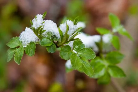 Snow  lying on the leaves Stock Photos