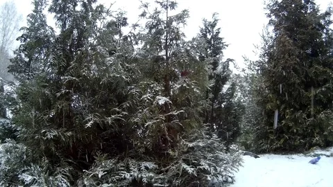 Snow Maiden in forest presents gift to a man in front of pine tree Ukraine Stock Footage 71016508