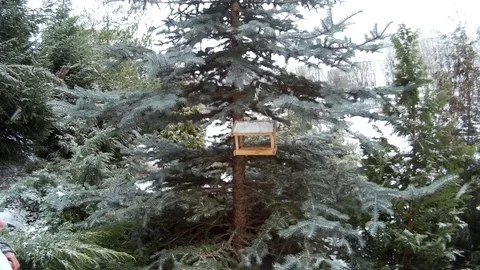 Snow Maiden in forest putting feed in feeder for birds on a firm tree close view Stock Footage 71014247