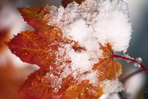 Snow On Maple Leaf Foto stock
