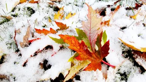 Snow on Maple Stock Photos