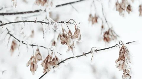 Snow on maple tree branches in winter, nature backgrounds Stock-Fotos
