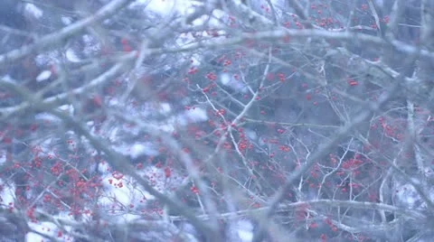 Snow Mask Berries Video stock 20543624