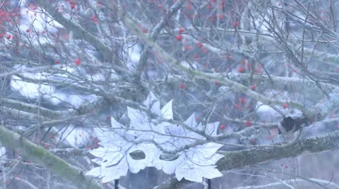 Snow Mask Red Berries Stock Footage 20545620