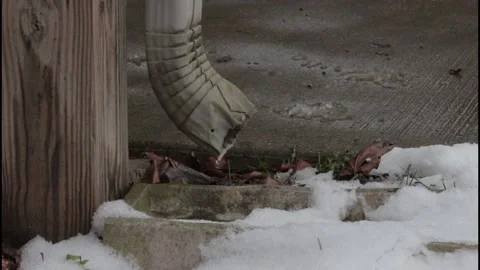 Snow melt dripping from gutter spout Stock Footage 225508338