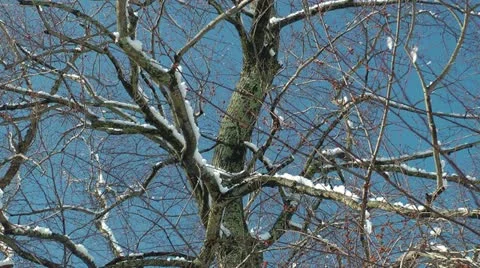 Snow melting and dropping from branches of an old tree Stock Footage 11017072
