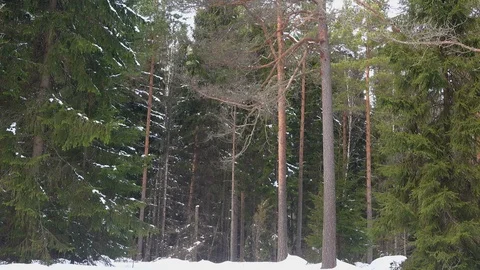 The snow is melting and dropping down from the trees Stockbeeldmateriaal 88122993