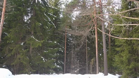 The snow is melting and dropping down from the trees Stock Footage 88130469