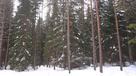 Snow melting and dropping down from trees. 1000 % or 10 times accelerated. Stock Footage 88131123