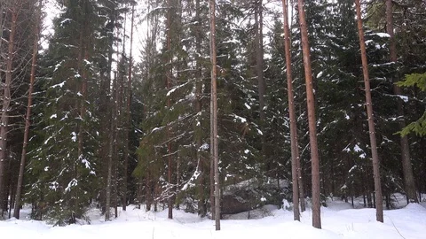 The snow is melting and dropping down from trees. 500 % accelerated. Stock Footage 88152231
