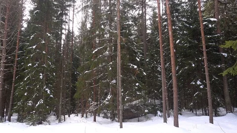 The snow is melting and dropping down from the trees Stockbeeldmateriaal 88153815