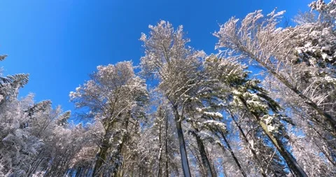 Snow melting and falling from trees in mountain forest Stock-Footage 145399104