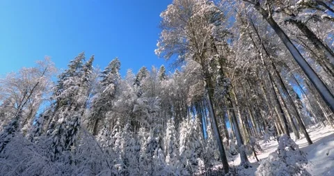 Snow melting and falling from trees in mountain forest Stock Footage 145399159
