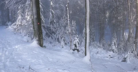 Snow melting and falling from trees in mountain forest Stock Footage 145399411
